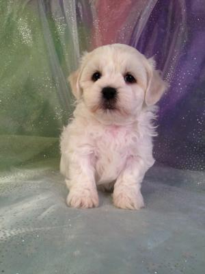 Male Shih tzu Bichon Puppy For Sale #4 DOB 10-20-14